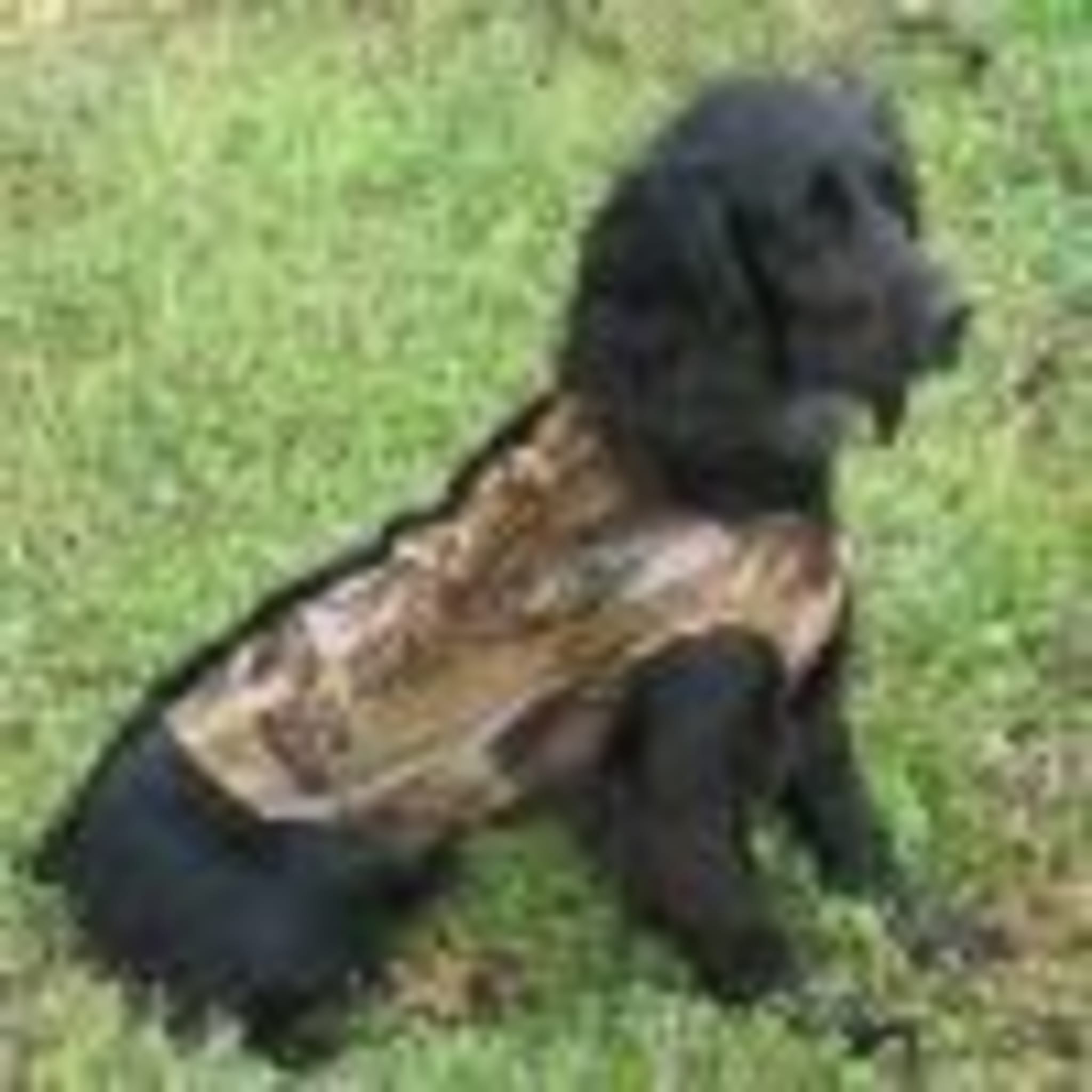 Neoprene dog coat hot sale